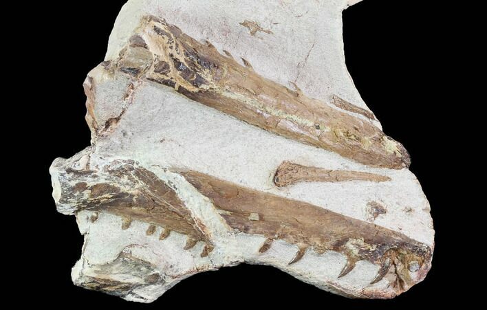 Mosasaur (Tethysaurus) Jaw Sections - Goulmima, Morocco #89250